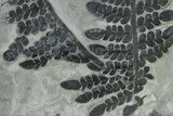 Carboniferous Fossil Fern (Odontopteris) Plate - France #338597-1